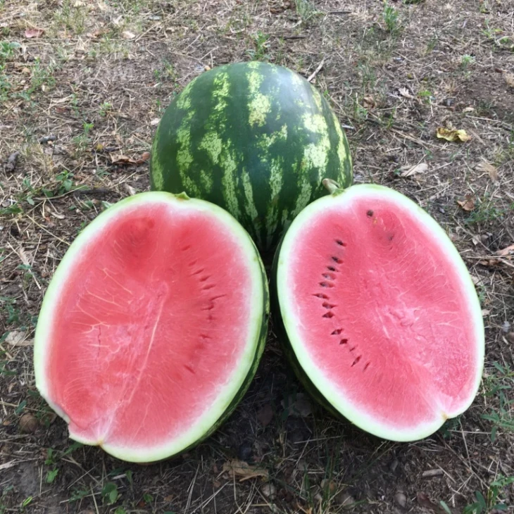 Термез F1 / Termez F1,60-65 дней фото 1