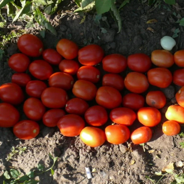 1509 F1 / 1509 F1,110 дней фото 2