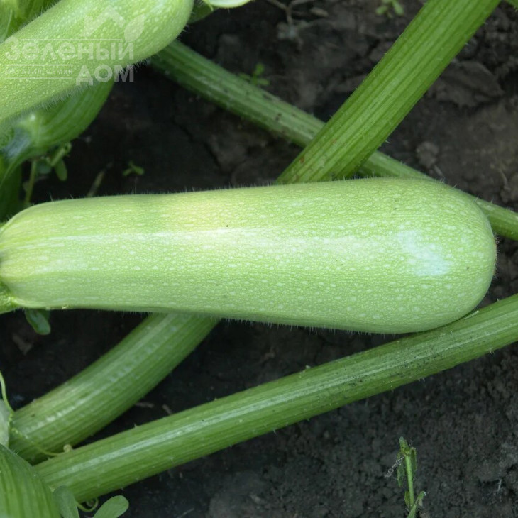 Сцилі F1 / Scilly F1,45 днів фото 1