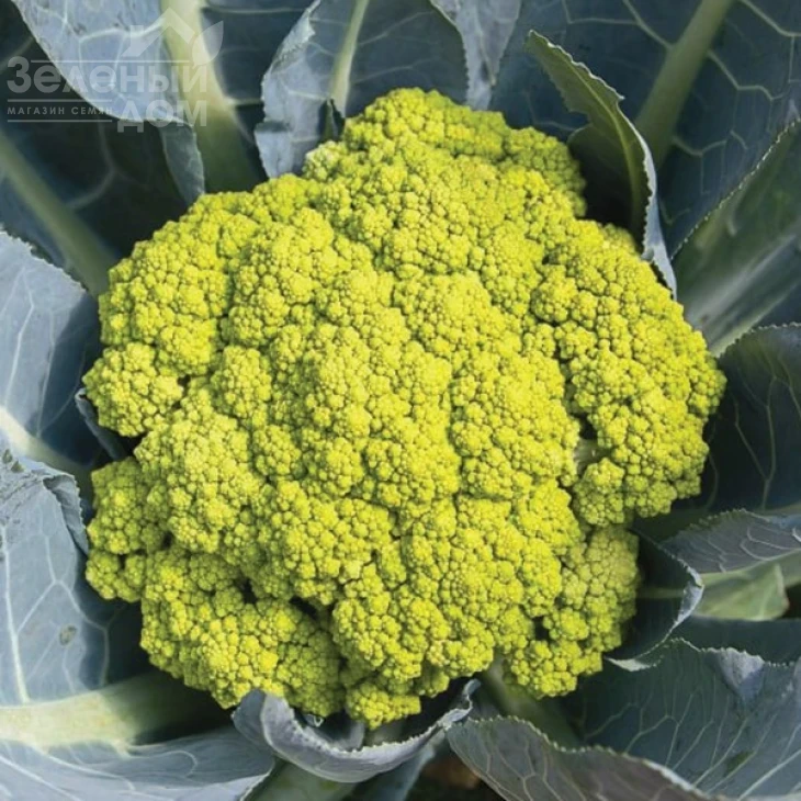 Грин Сторм F1 / Green Storm F1, 75-80 дней фото 1