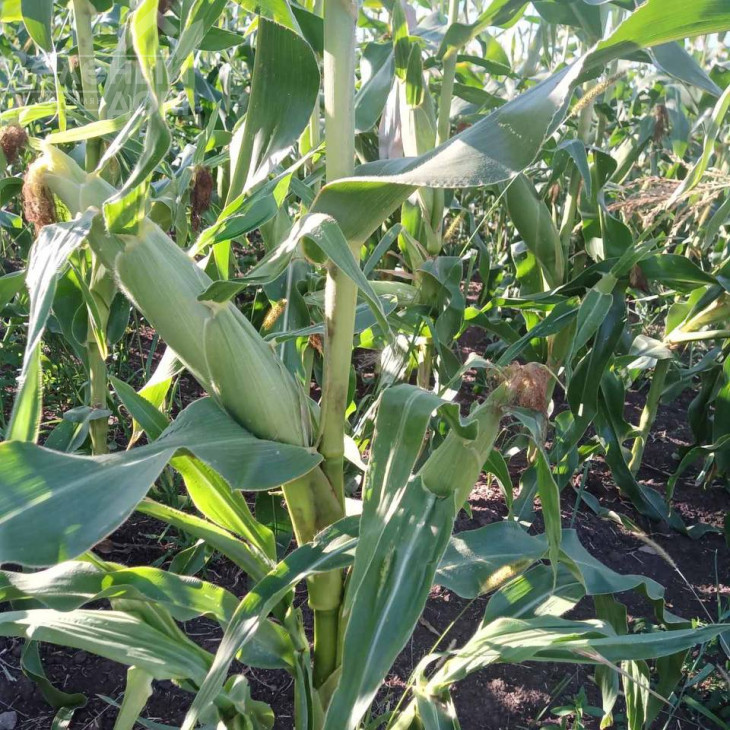 Камук F1 / Kamuk F1, 78 днів фото 3