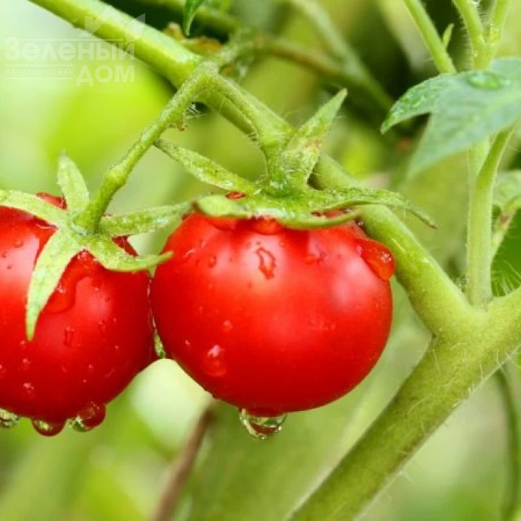 Ольга F1 / Olga F1,75-78 дней фото 3