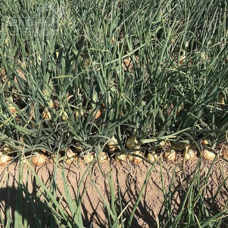 Техас Грано / Texaz Grano, 80-85 дней фото 1