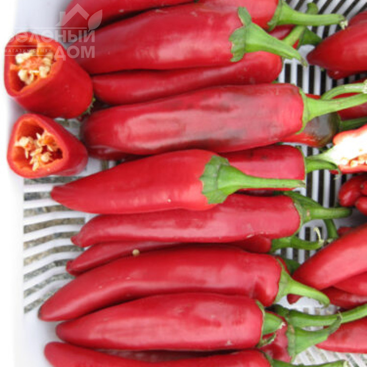 Хірош F1 / Hirosh F1,50 днів фото 3