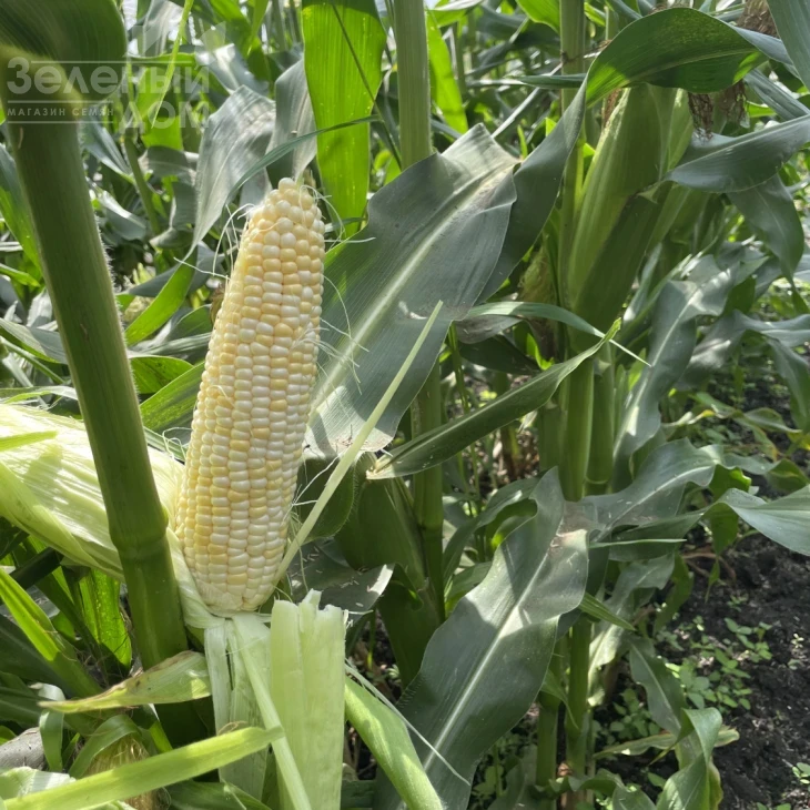 Айрон F1 / Ayron F1, 74 дня фото 2