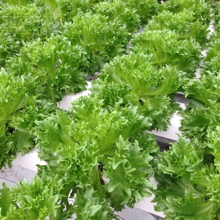 Данстар F1 / Danstar F1 фото 1