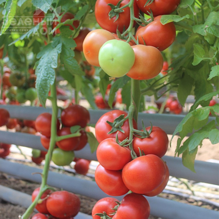 Байконур F1 / Baikonur F1,85-90 днів фото 3