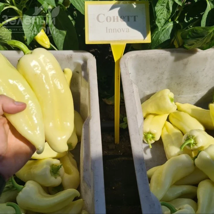 Сонетт F1 / Sonett F1, 70-75 дней фото 7