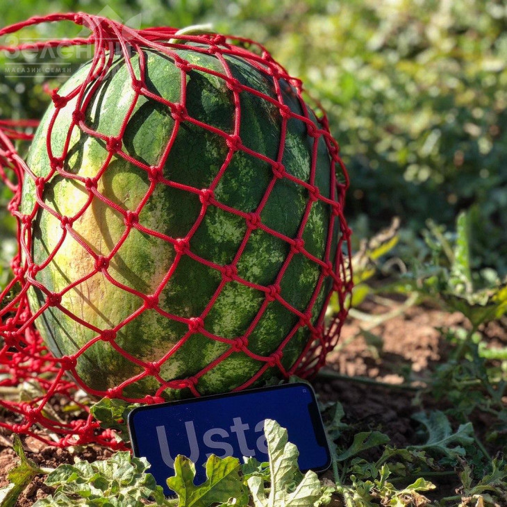 Хілон (Уста,141-172) F1 / Xilon (Usta,141-172) F1,60-62 дні фото 2