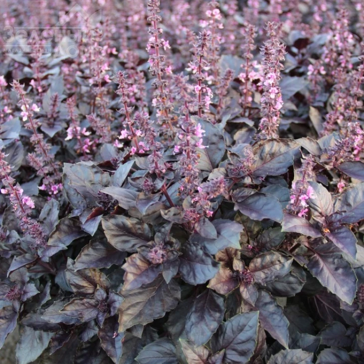 ЛС 2712 / LS 2712 фото 1