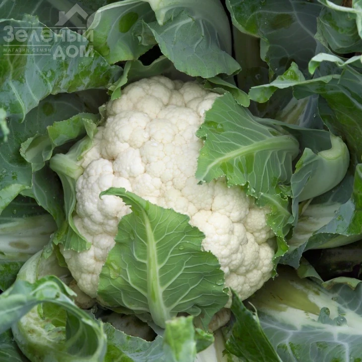 Каспер F1 / Kasper F1,100 дней фото 2