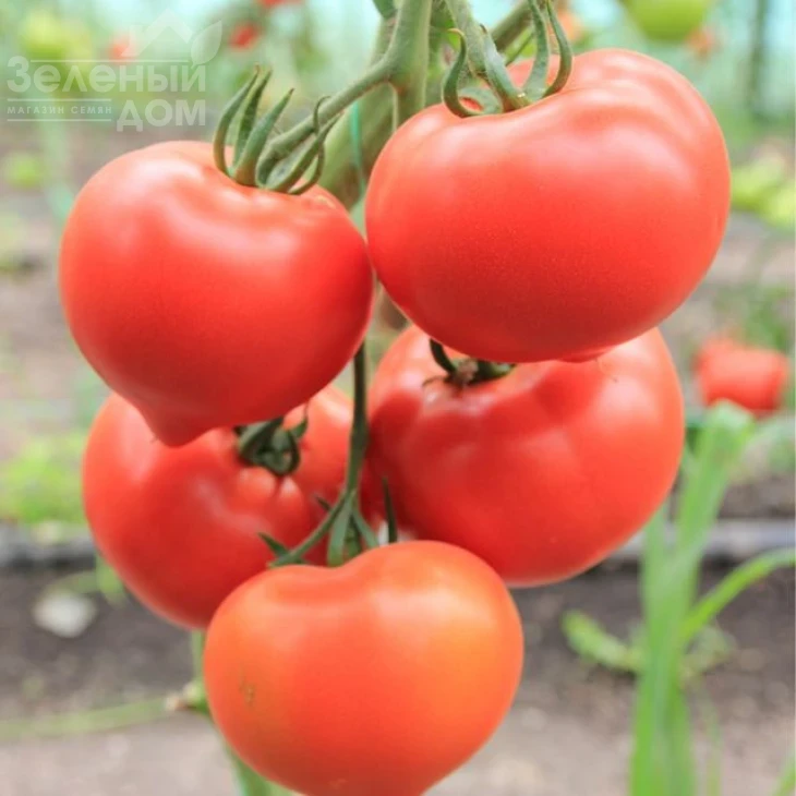 Беллфорт F1 / Bellfort F1,90-100 дней фото 1