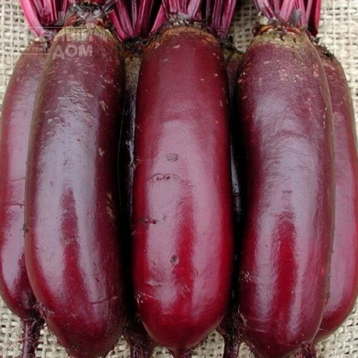 Циліндра / Cilindra,120 днів фото 1