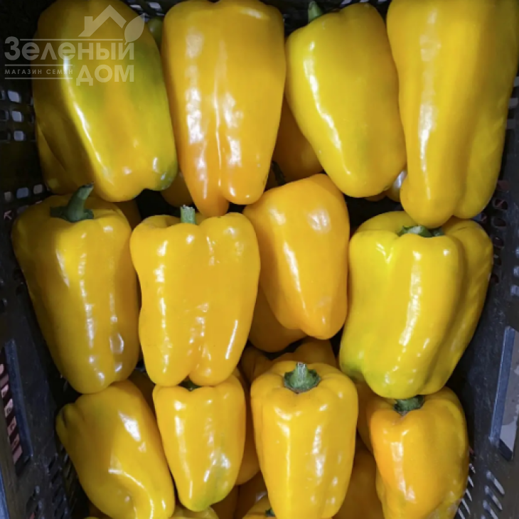 Голден Імператор F1 / Golden Imperator F1 фото 1