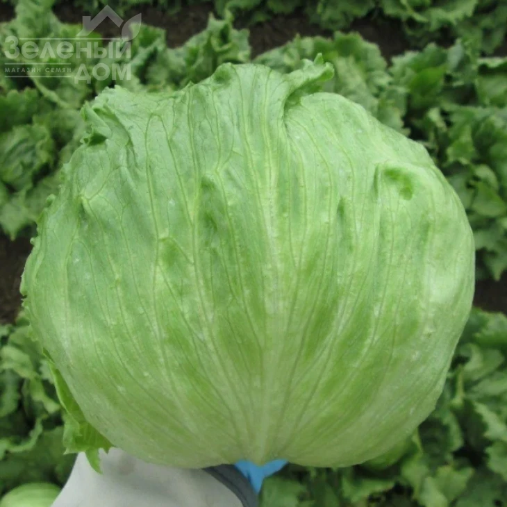 Куала F1 / Kuala F1,75-80 дней фото 1