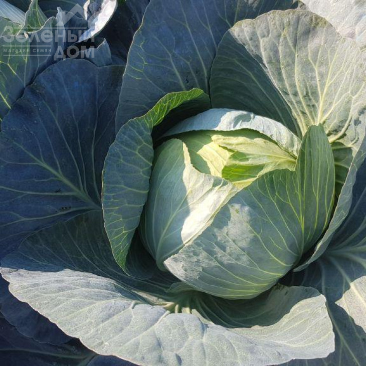 Колін F1 / Colin F1, 118-120 днів фото 1