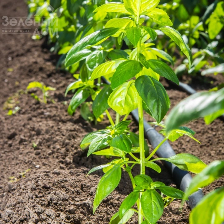 Кира / Kira фото 1