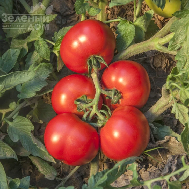 Джокер F1 / Joker F1,116-130 дней фото 1