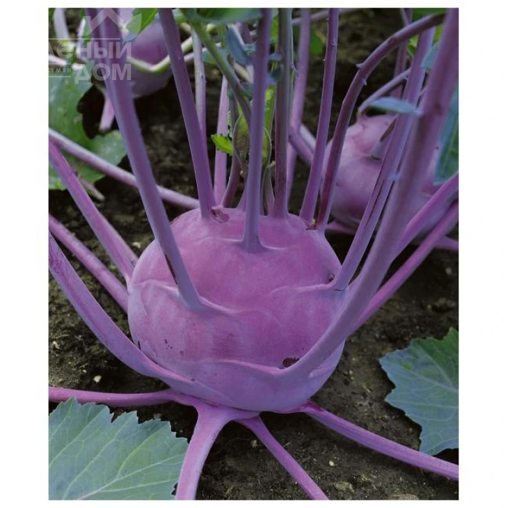 Виола / Viola ,50-60 дней фото 1