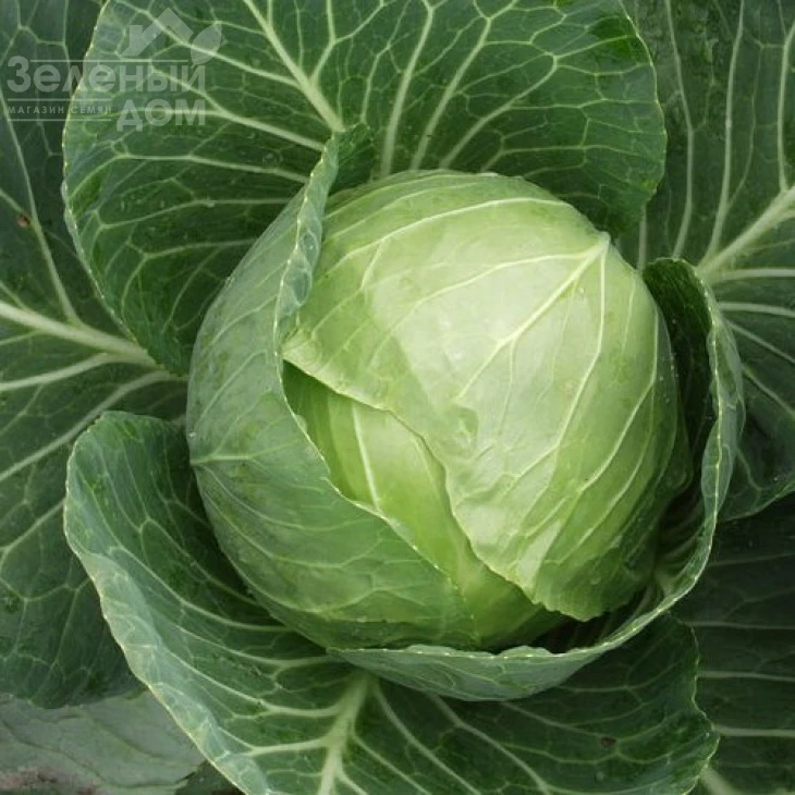 Раменос F1 / Ramenos F1,120-125 дней фото 1