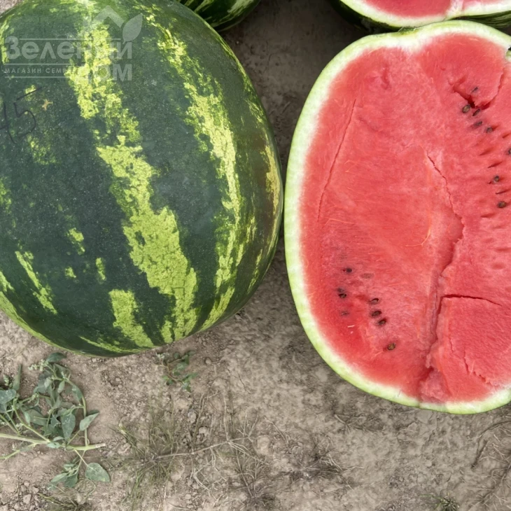 Паблос F1 / Pablos F1, 62-65 дней фото 2