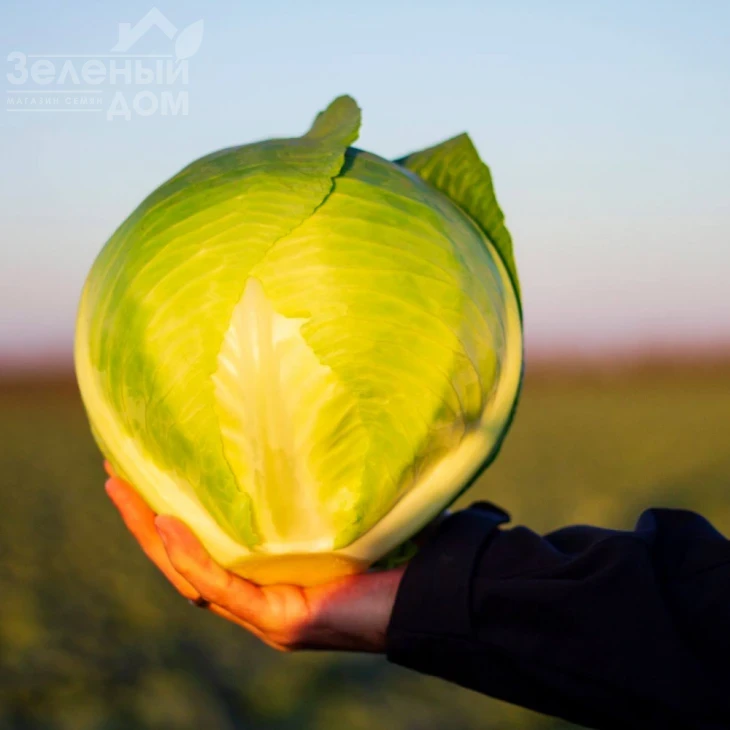 Золтан F1 (NiZ 17-1265) / Zoltan F1 (NiZ 17-1265),120-125 дней фото 1