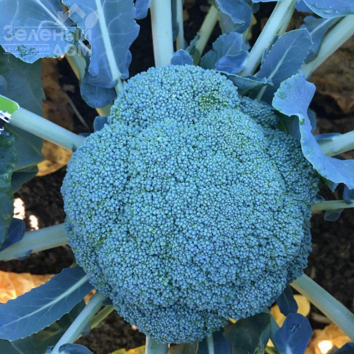 Стірлінг F1 / Styrlynh F1,78-80 днів фото 2