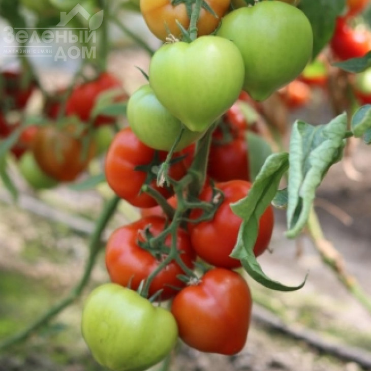 Домінет F1 / Dominet F1 фото 3