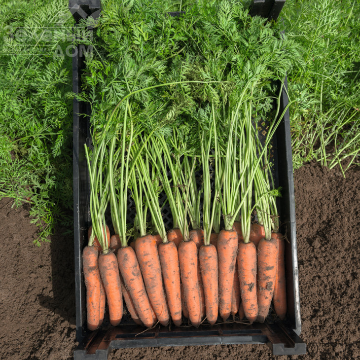 Нарбонне F1 / Narbonne F1,135 днів фото 1