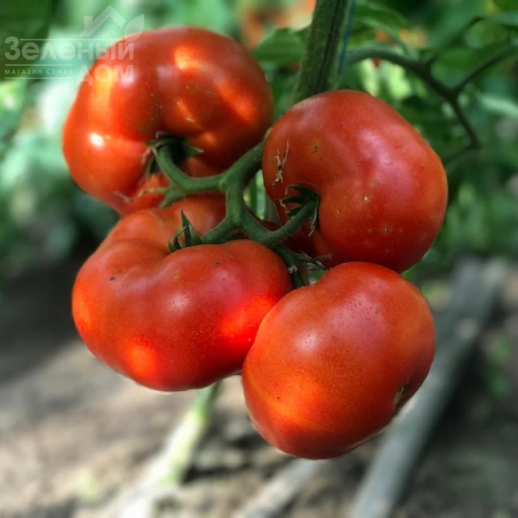 Оазис F1 / Oazis F1,67-70 дней фото 14