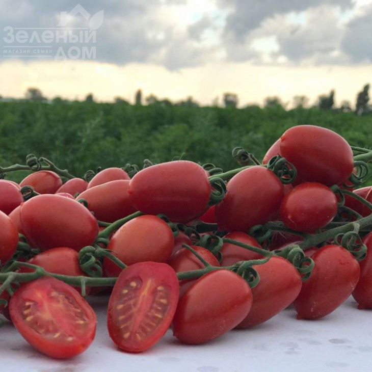 Люсі Плюс F1 / Luci Plus F1,95-100 днів фото 1