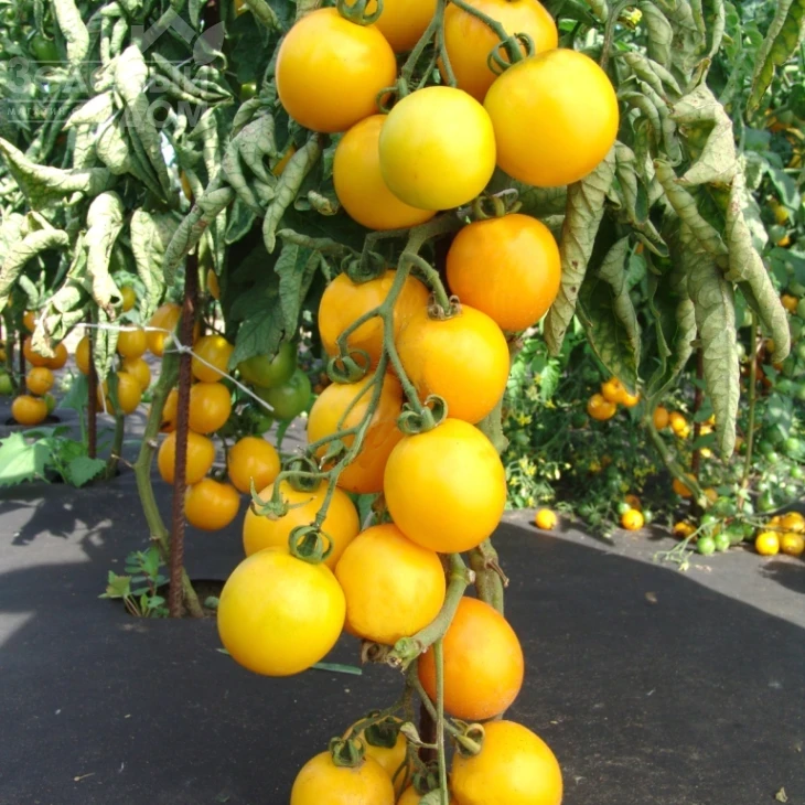 Ромус / Romus фото 1