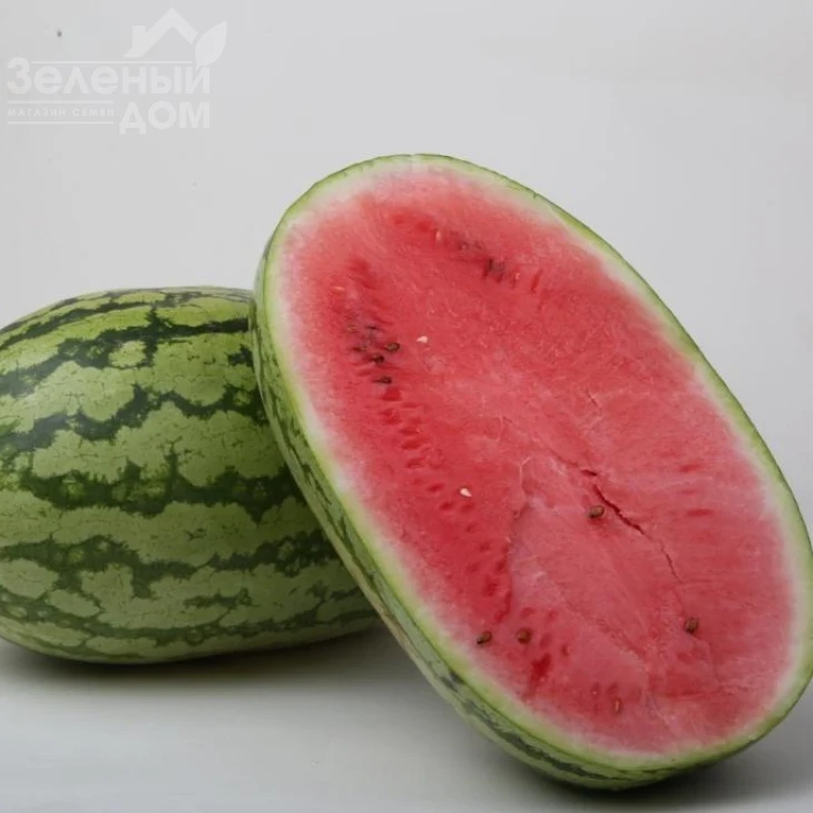 ЛС 1551 F1 / LS 1551 F1,62-65 дней фото 1