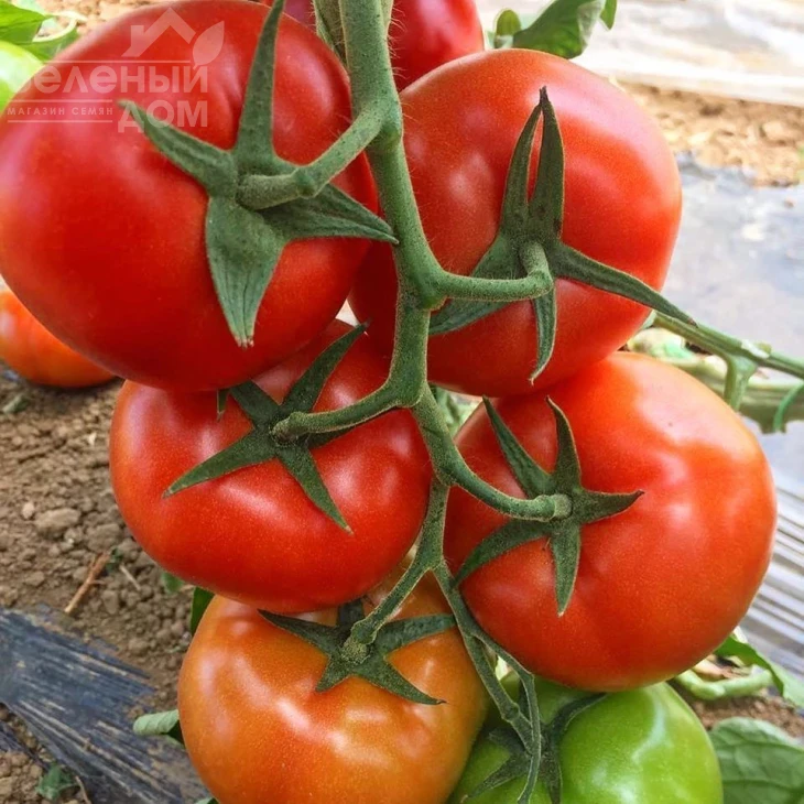 Прайд F1 / Prayd F1,100 дней фото 4