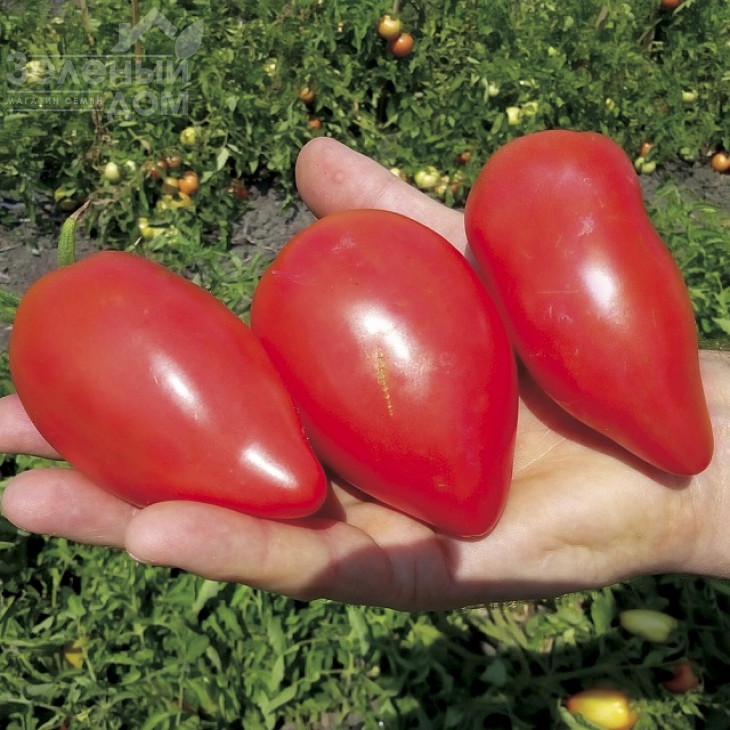 Беліз F1 / Beliz F1, 65-70 днів фото 1