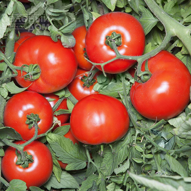 Хайд F1 / Hayd F1,115-125 днів фото 1