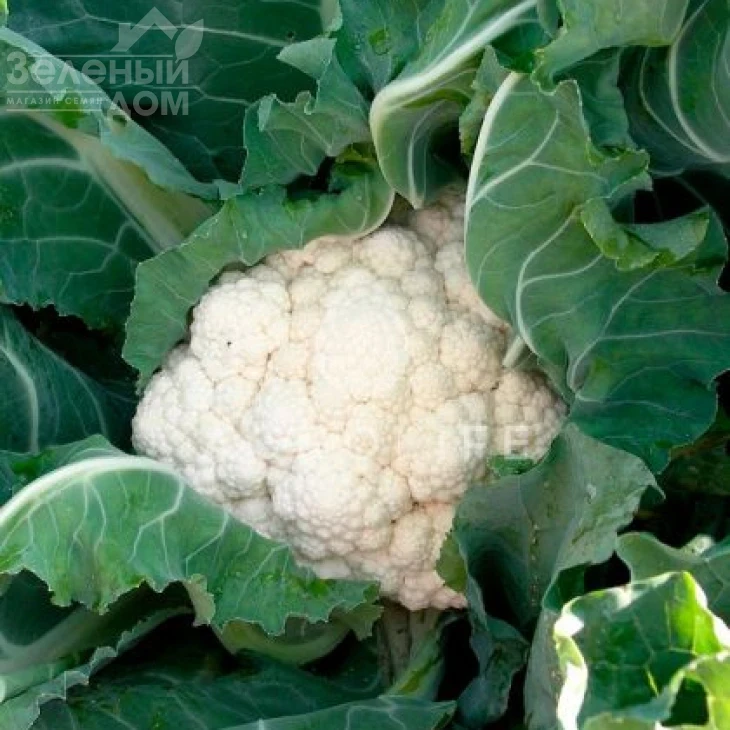 Кердос F1 / Kerdous F1,65-75 дней фото 1