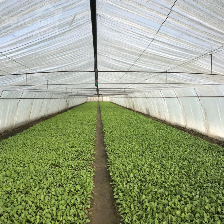 Романо F1 / Romano F1 фото 2