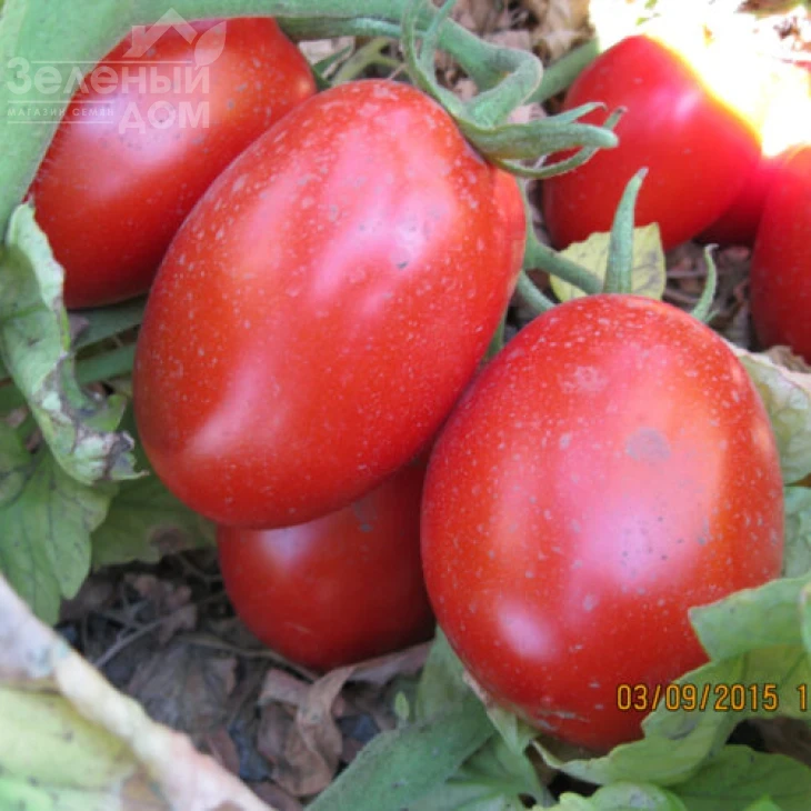 Санни F1 / Sanni F1,110 дней фото 2