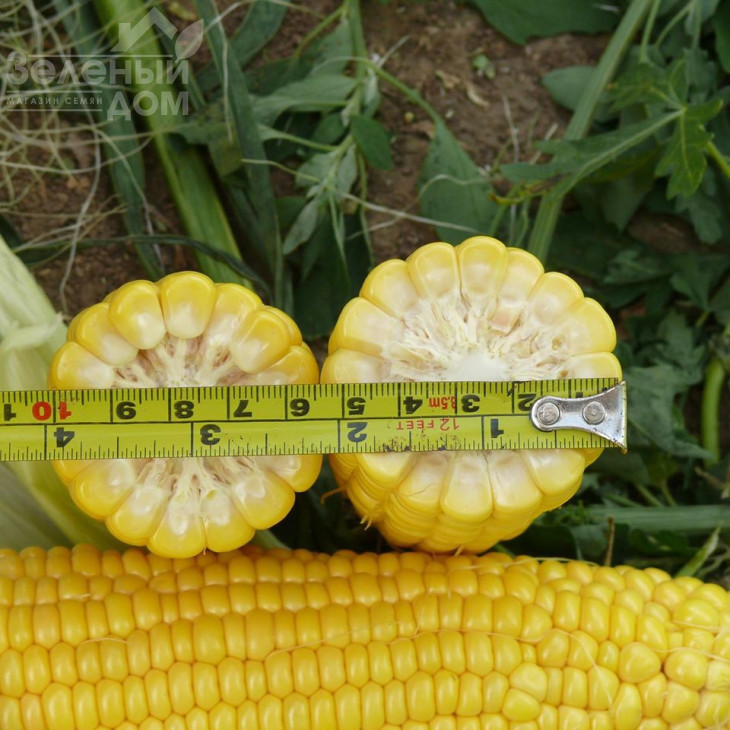 Добриня F1 / Dobrynja F1,70 днів фото 3