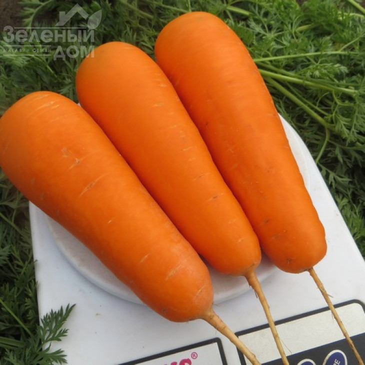 Болівар F1 / Bolivar F1,110-115 днів фото 3