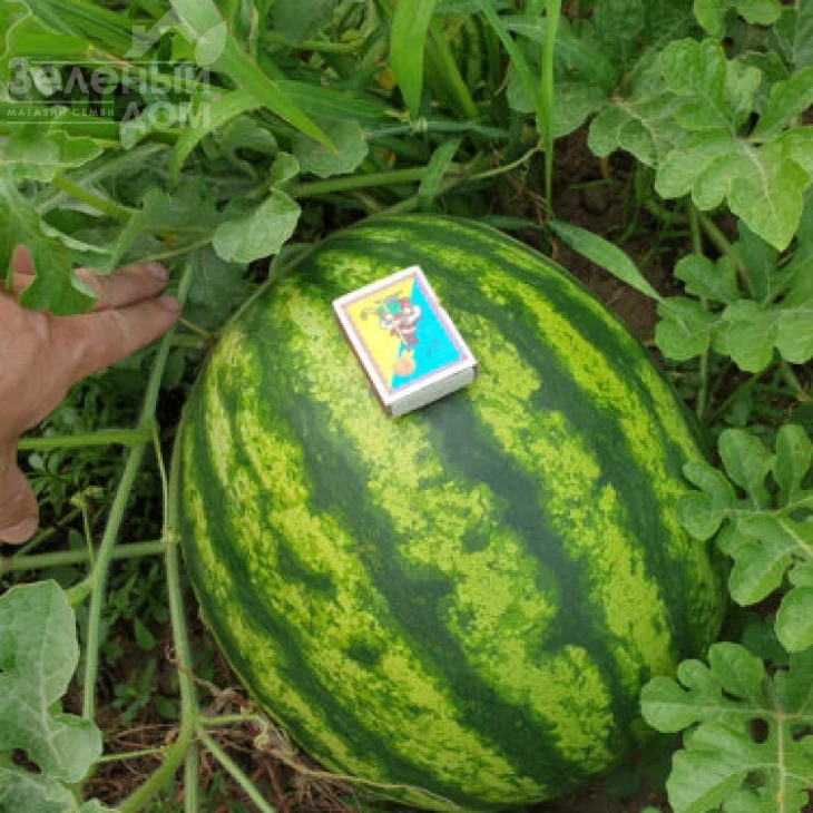 Ред Берри F1 / Red Berry F1, 65-67 дней фото 1