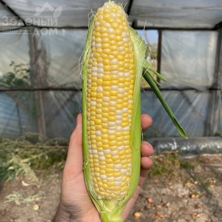 Спріц F1 / Spritz F1, 73-74 дні фото 1