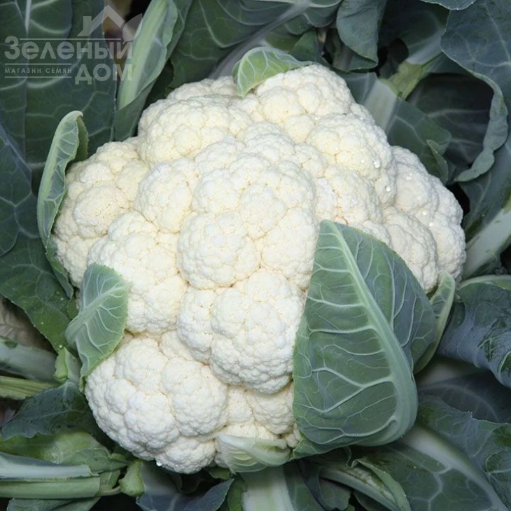 Ванза F1 / Vanza F1,50-55 дней фото 1