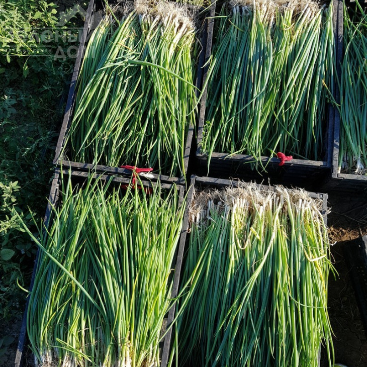 Кайгаро / Kaygaro,54 дні фото 3