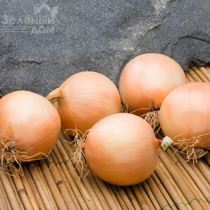 Дерби F1 / Derby F1,90-95 дней фото 1