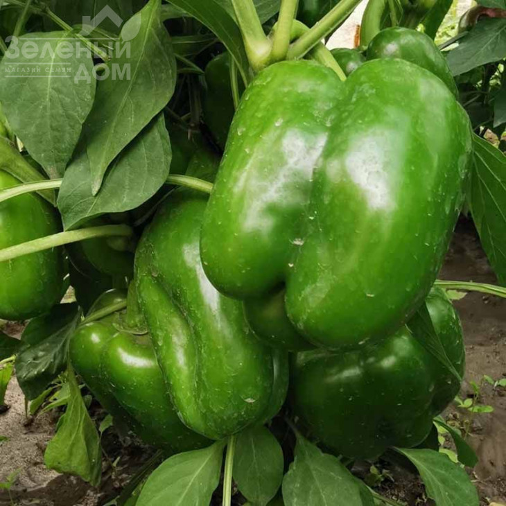 Гігант F1 / Gigant F1,65-70 днів фото 3