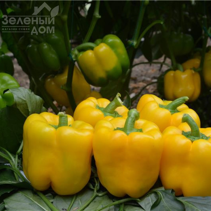 Анталія F1 / Antalia F1,60-70 днів фото 1