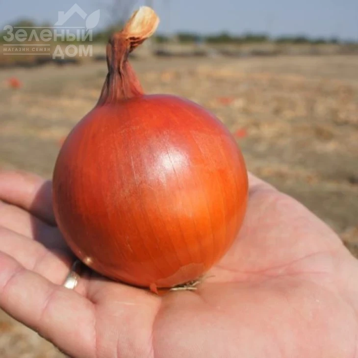 Голд Стар F1 / Gold Star F1, 120-125 дней фото 1