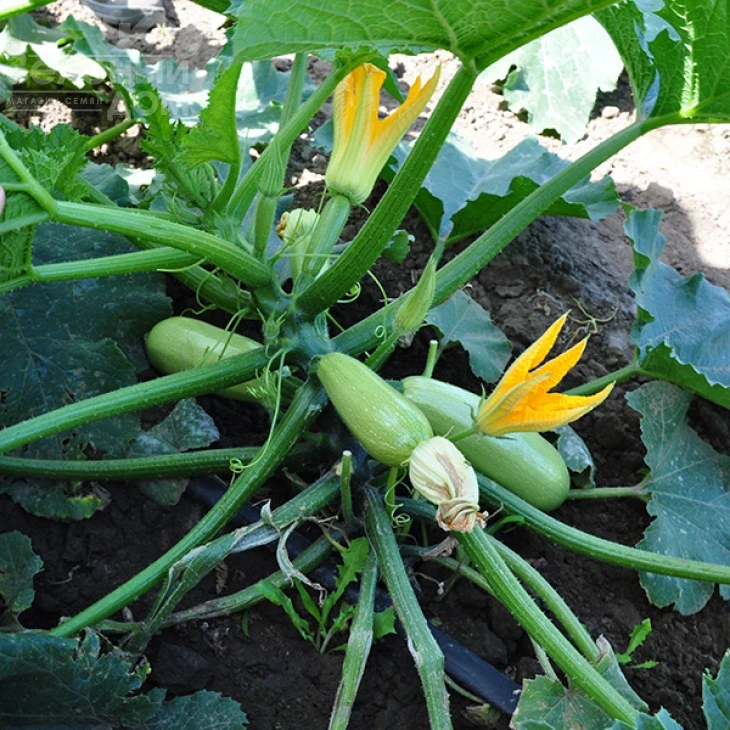 Супер Дония F1 / Super Doniya F1,40-45 дней фото 3